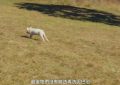 《坏妈妈》6个剧情隐喻！被关的“猪”象征强豪，黄色代表幸福，这幕暗示强豪抛弃妈妈缩略图