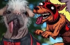 《死侍3》揭秘Dogpool登场，漫威宇宙再迎新伙伴！缩略图
