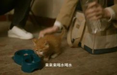 刘亦菲和渣男"离婚"后，他们的猫怎么样了？网友：判给我了！缩略图