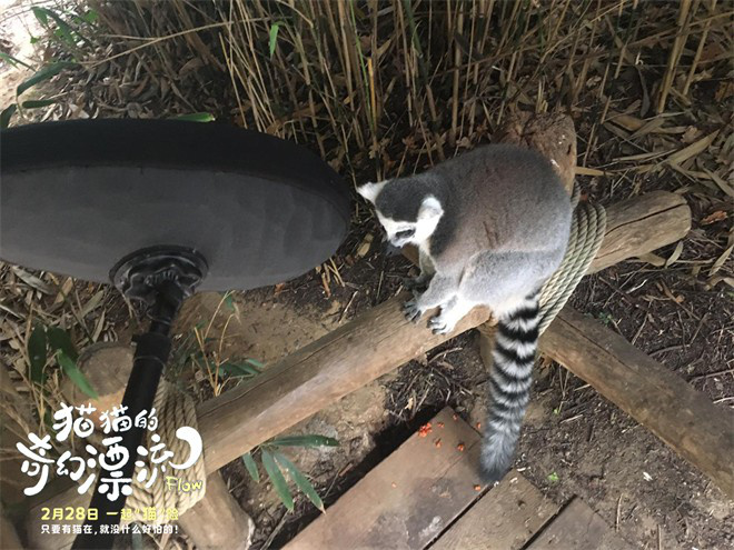 《猫猫的奇幻漂流》百度云网盘免费下载链接【HD720P/泄露-MP4】夸克网盘