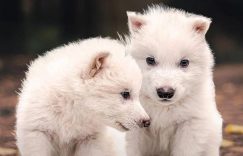《权游》全集百度云网盘资源下载[泄露1080PHD高清]迅雷下载缩略图