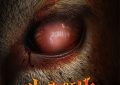 《小鹿斑比：清算》百度云网盘迅雷BT资源下载4K蓝光[HD1080P超清]缩略图