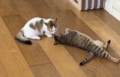 张馨予晒家里两猫一狗，何捷穿着大裤衩给小猫咪梳毛，太有爱了缩略图