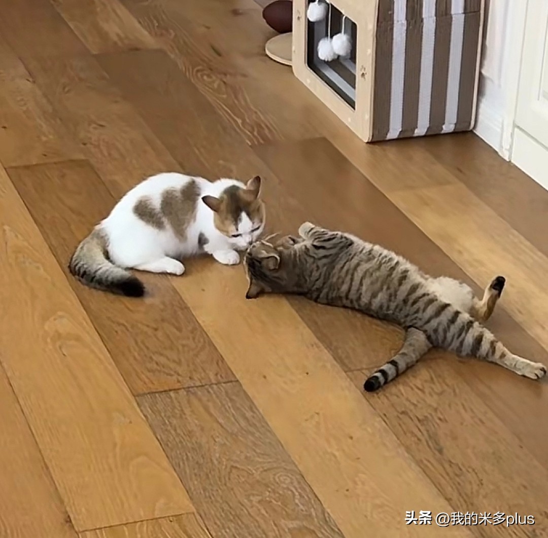 张馨予晒家里两猫一狗，何捷穿着大裤衩给小猫咪梳毛，太有爱了