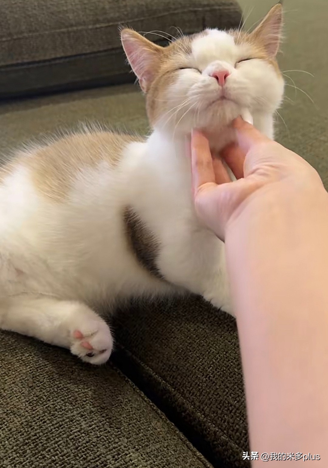 张馨予晒家里两猫一狗，何捷穿着大裤衩给小猫咪梳毛，太有爱了