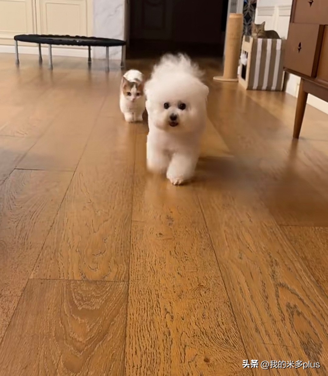 张馨予晒家里两猫一狗，何捷穿着大裤衩给小猫咪梳毛，太有爱了